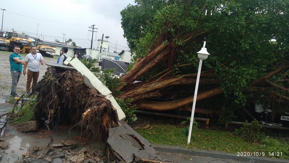 Árvore caiu no estacionamento da Afeam. — Foto: Divulgação/Corpo de Bombeiros