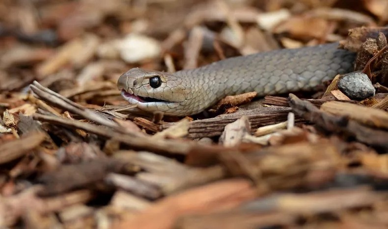 Cobra marrom-oriental (Foto: Getty Images)