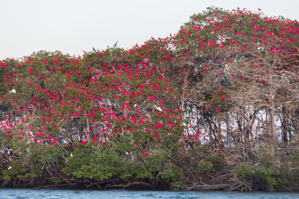 Guarás "pintam" paisagem de vermelho. Eles revoam às 17 horas rumo a uma ilhota onde passam a noite: momento atrai muitos turistas — Foto: Celso Tavares/G1