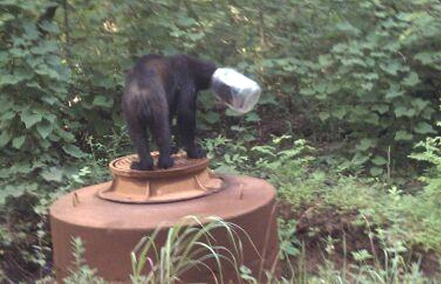 Em 2011, um urso foi resgatado após ser encontrado com um jarro entalado na cabeça no condado de Cocke, no estado americano do Tennessee (Foto: AP)