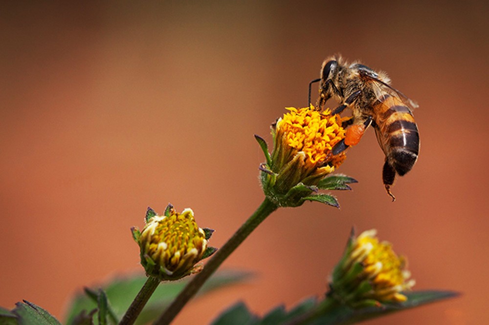 A polinização feita pelas abelhas garante a produção de muitos alimentos: papel fundamental no planeta — Foto: Anastácio Vieira Filho/ Vc no TG