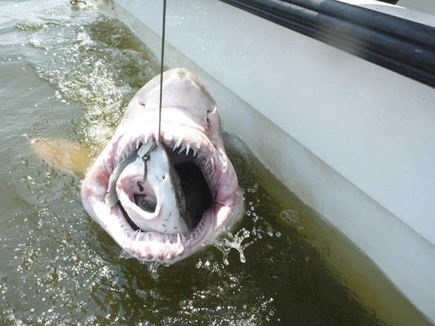 Pesquisadores fisgaram tubarão enorme com outro menor dentro de sua boca (Foto: University of Delaware ORB Lab/Reuters)