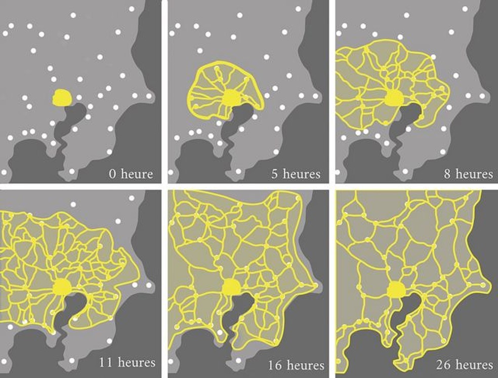 Adaptação da ilustração do estudo do professor Toshiyuki Nakagaki sobre a criação e otimização de redes por parte do P. polycephalum. — Foto: TIM TIM / WIKIPEDIA