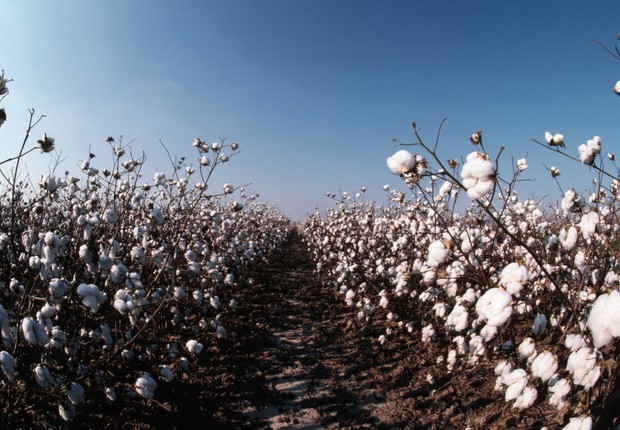Algodão, colheita de algodão, agronegócio (Foto: Getty Images)