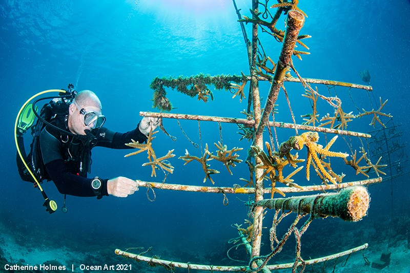 A fotografia mostra um mergulhador analisando uma 'árvore de coral', estrutura criada para ajudar na reconstrução de corais a partir de fragmentos vivos (Foto: Catherine Holmes)