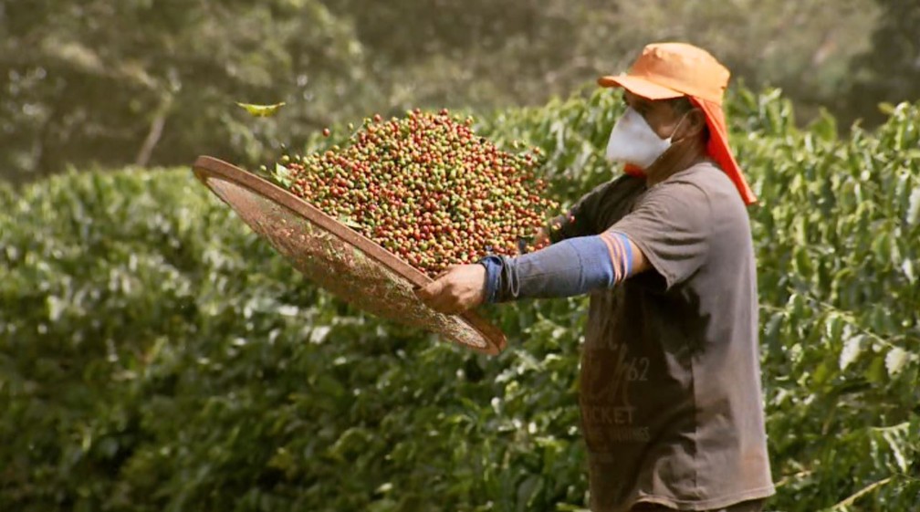 Safra de café arábica será até 39,1% menor em 2021, aponta previsão da Conab — Foto: Reprodução/EPTV
