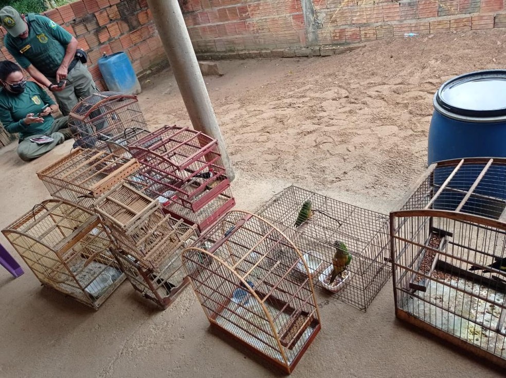 Operação do Ibama flagra extração ilegal de madeira e pássaros silvestres em Luís Correia, no Piauí — Foto: Polícia Militar