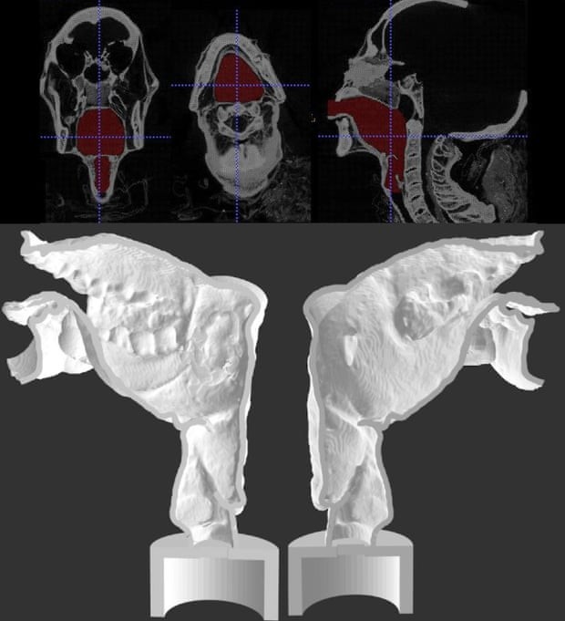 Equipe usou tomografias computadorizadas para visualizar o trato vocal da múmia e então reconstruiu estrutura com impressora 3D (Foto: Nature/Leeds Teaching Hospitals/Leeds Museums and Galleries)