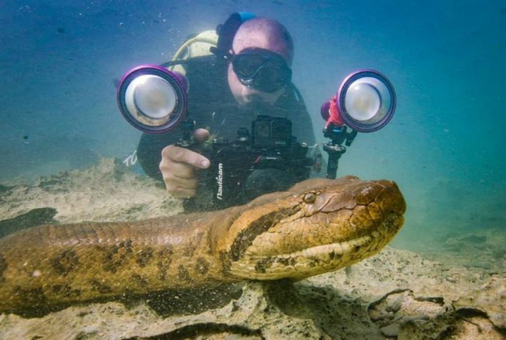 Sucuri Posa Para Foto E Ate Lambe A Camera Em Rio De Aguas Transparentes Em Ms Mato Grosso Do Sul G1