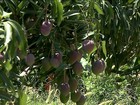 Agricultores fazem a colheita da uva e da manga no Vale do São Francisco