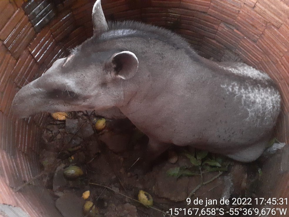 Anta é resgatada após cair em fossa em zona rural de MT — Foto: CBM