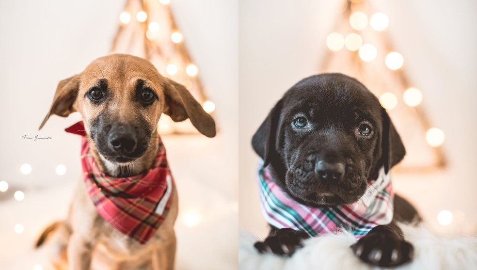Animais participam de ensaio fotográfico de Natal em Itapetininga  — Foto: Fran Yamamoto/ Divulgação