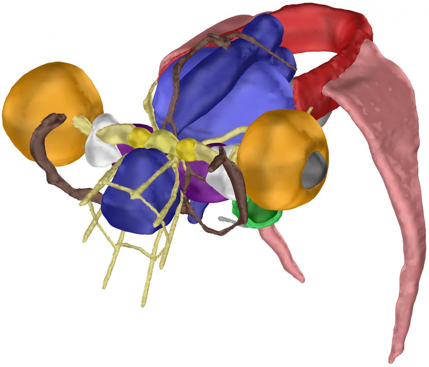 A descrição da nova espécie de polvo-dumbo também inclui os órgãos internos, que foram coloridos artificialmente na imagem acima – um modelo 3D interativo. (Foto: Alexander Ziegler)