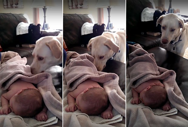 Cuidadoso, cão cobre bebê durante o sono (Foto: Reprodução Vimeo)