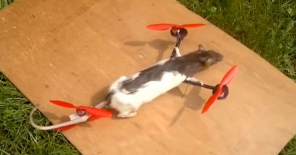 G1 - Adolescente holandês constrói 'rato helicóptero' após roedor