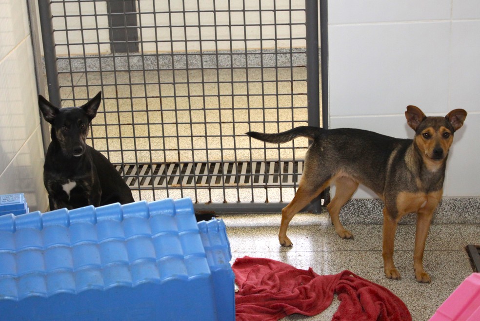 Cachorros disponíveis para adoção. — Foto: Foto: Agência Brasília
