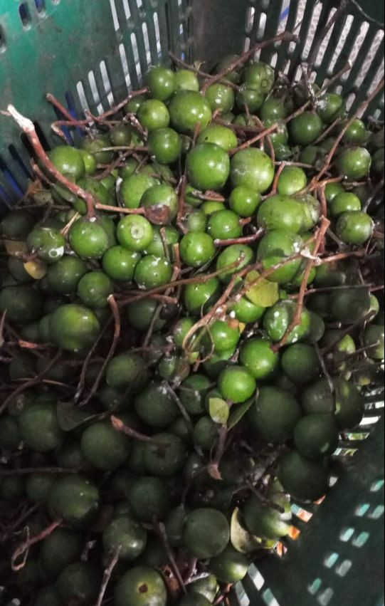 Saiba o que é sorva, fruta ingerida por crianças que ficaram 27 dias desaparecidas em floresta no AM