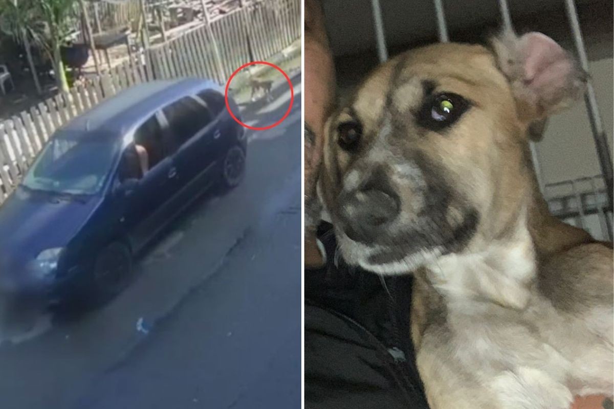 Cadela fica imóvel após ser abandonada por homem que estava em carro em SP; VÍDEO