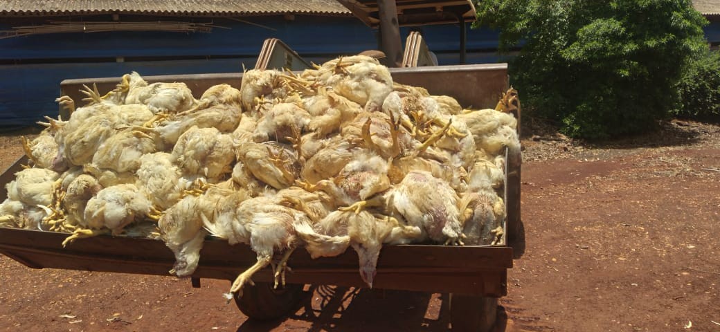 Com falta de energia, mais de 5 mil frangos morrem de calor em granja de MS; veja vídeo