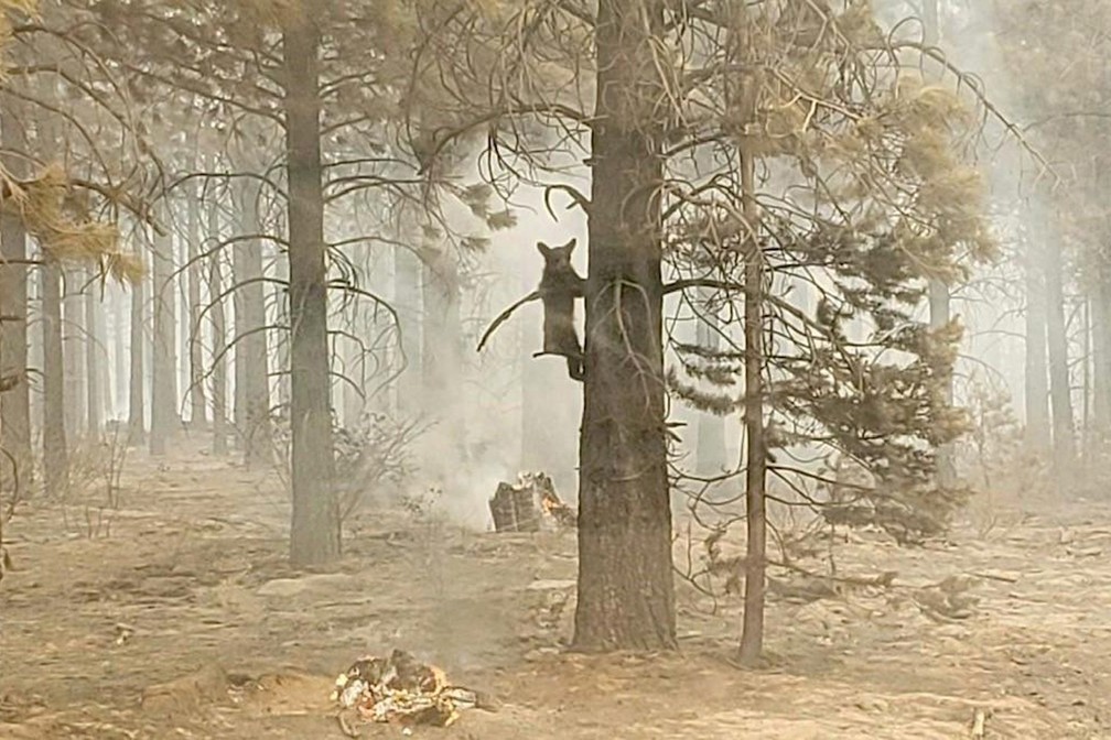 Filhote de urso se agarra a árvore no sul do Oregon, em 18 de julho de 2021, em meio ao maior incêndio florestal dos Estados Unidos — Foto: Bryan Daniels/Bootleg Fire Incident Command via AP