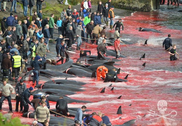 Pescadores empurram as baleias para a praia, onde são mortas com golpes de faca e arpões pelos moradores das ilhas Faroe, arquipélago pertencente à Dinamarca. O ritual acontece todos os anos (Foto: Reprodução/Sea Shepherd Global Facebook)