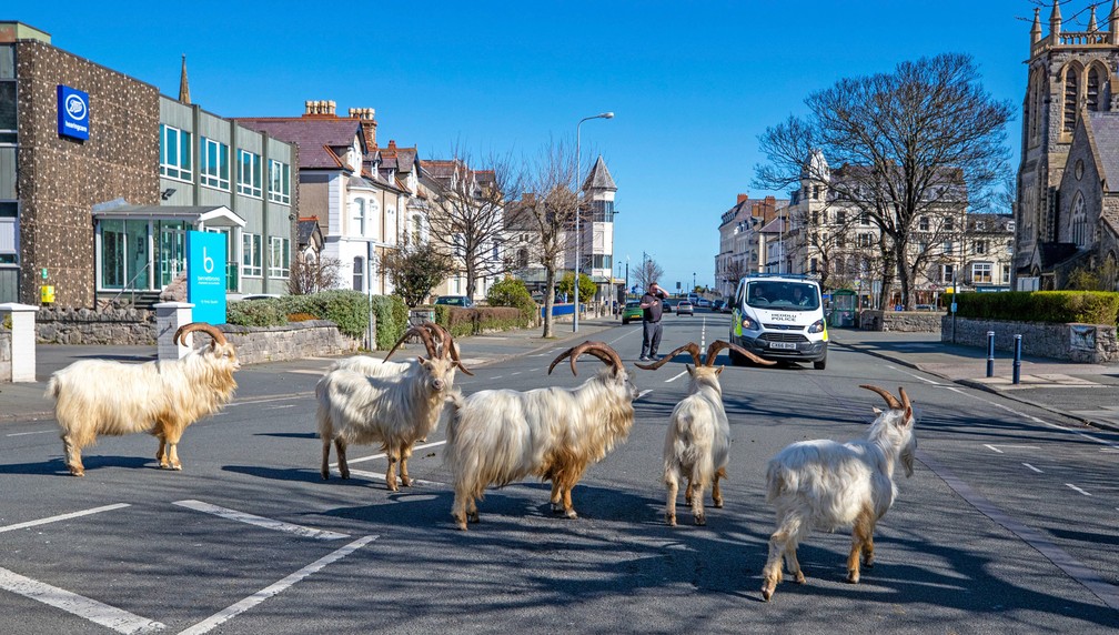 Um rebanho de bodes e cabras anda pelas ruas tranquilas de Llandudno, no norte do País de Gales, na terça-feira (31). O grupo foi flagrado pelas ruas desertas da cidade litorânea durante o bloqueio nacional devido ao coronavírus — Foto:  Pete Byrne/PA via AP