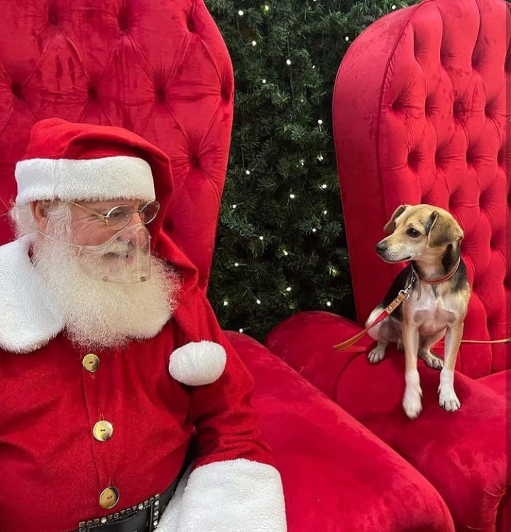 Cachorro foge, dá 'rolê' de ônibus e tira foto com Papai Noel em shopping de Belo Horizonte
