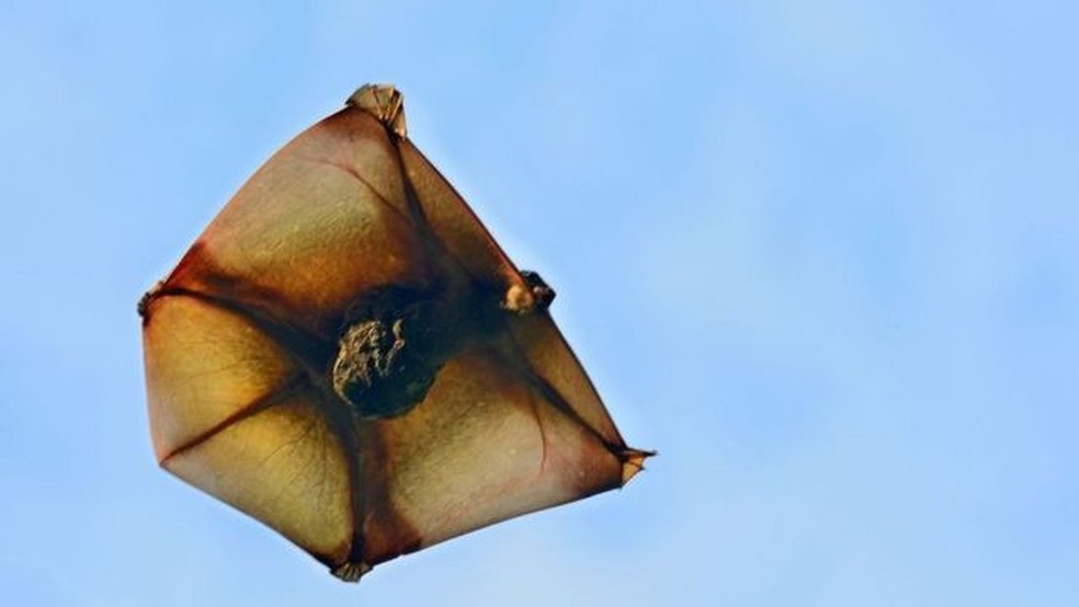 Lembrando uma pipa, os colugos podem planar por até 150m no ar — Foto: Thawats/Getty Images/via BBC