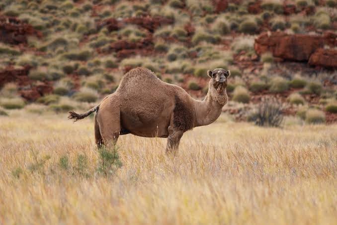 Austrália vai abater 10 mil camelos devido a seca (Foto: Wikimedia Commons)