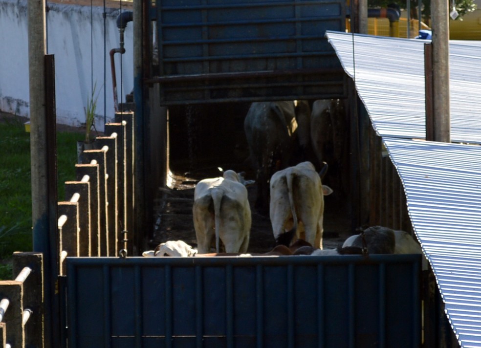 Bovinos no corredor de abate de frigorífico em Mato Grosso do Sul (Foto: Anderson Viegas/G1 MS)