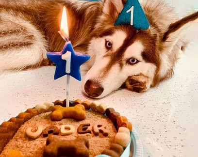 Padaria Pet cresce com bolo de aniversário para cães e aposta em confeitaria para pets