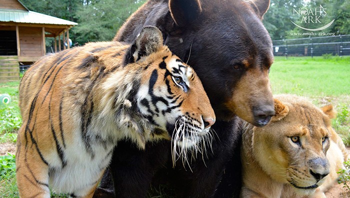 Leão, tigre e urso se tornam inseparáveis após serem resgatados