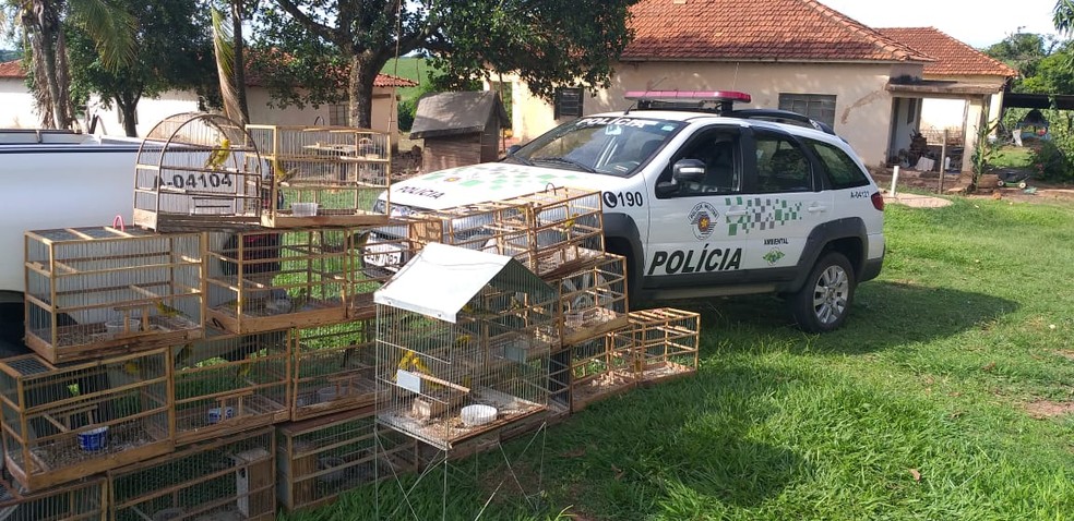 Polícia apreendeu 47 aves silvestres em cativeiro em Rio Preto (SP) — Foto: Polícia Militar Ambiental/Divulgação