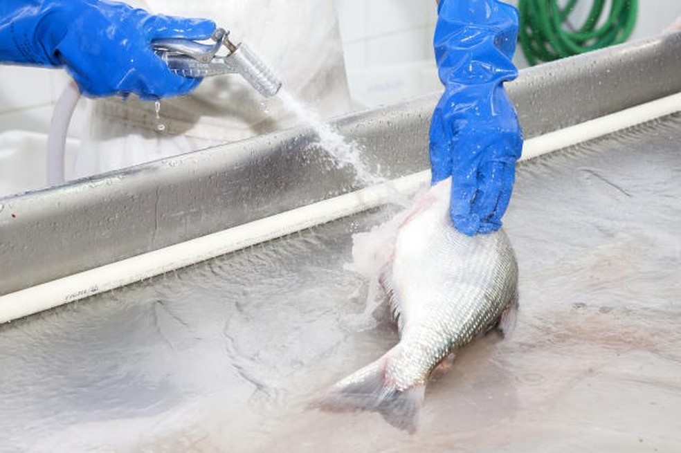 Análise feita pela PUC/RJ diz que consumo de pescados do RN não oferece risco — Foto: Divulgação/Embrapa Pesca e Aquicultura