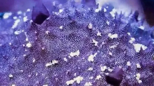 Time-lapse captura esponjas do mar 'espirrando' para expelir resíduos