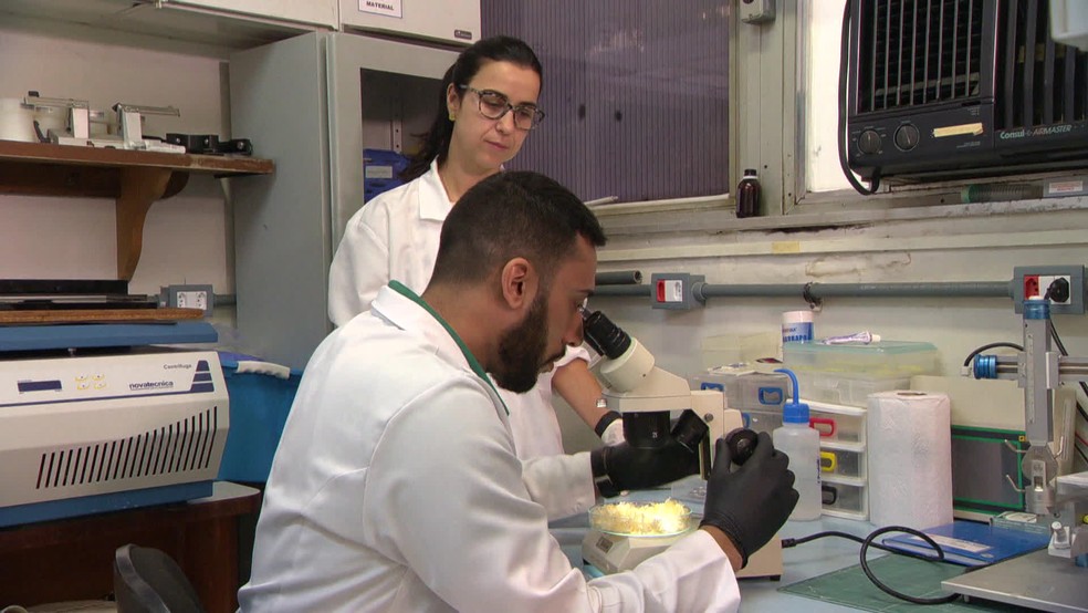 Pesquisadores analisaram a água contaminada por toxinas no Nordeste — Foto: Reprodução/TV Globo