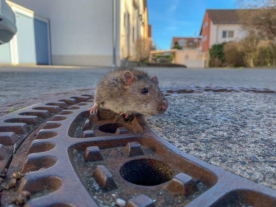 Alemanha: Bombeiros salvam rato preso em bueiro, mas bicho morde um deles