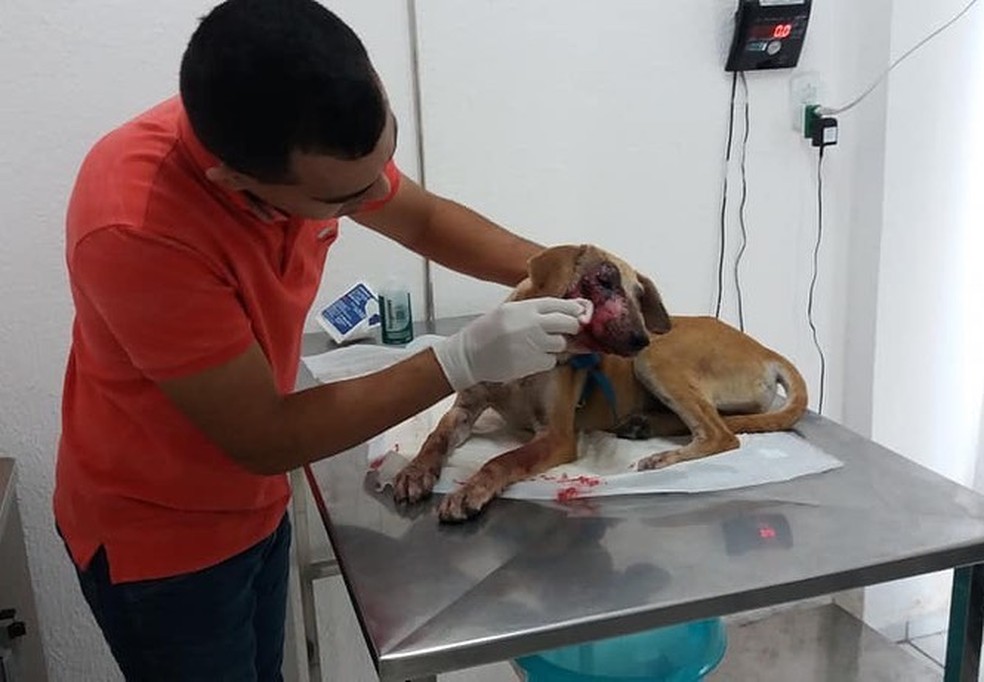 Cachorra foi agredida a pedradas por duas mulheres em Quixeramobim, no CearÃ¡. â€” Foto: ReproduÃ§Ã£o/Resgate Animal