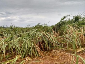 Plantação de cana-de-açúcar foi danificada por chuva (Foto: Arquivo Pessoal/ Luiz Cláudio Vaz)