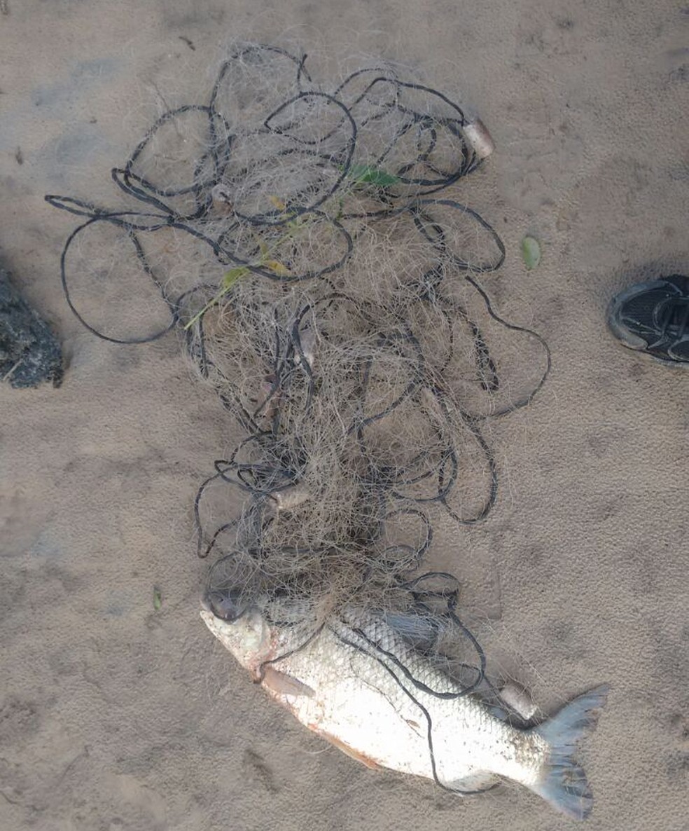 Operação Piracema foi realizada no Rio Aguapeí, em Lucélia (Foto: Cedida/Polícia Militar Ambiental)