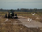 Reserva do Taim une preservação ambiental e produção de arroz