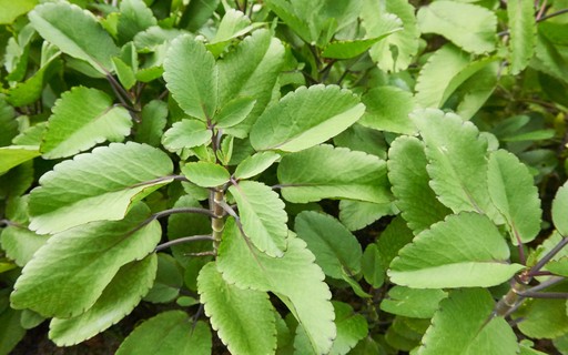 Bryophyllum pinnatum: saiba como cultivar em casa a folha-da-fortuna ...