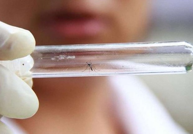 Mosquitos Aedes aegypti são vistos em tubo em laboratório que estuda vacina contra zika. O mosquito também é transmissor de dengue e febre chikungunya (Foto: Valery Hache/AFP/Getty Images)