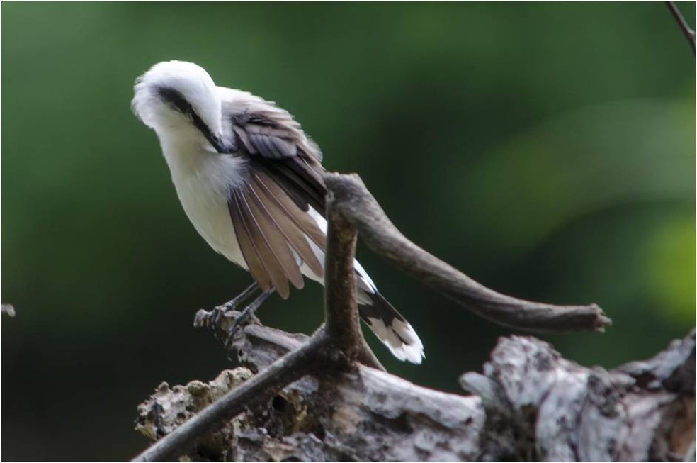 A lavadeira-mascarada se alimenta nas margens de rios, em açudes, brejos e pocilgas (Foto: Alexandre Carvalho/VC no TG)