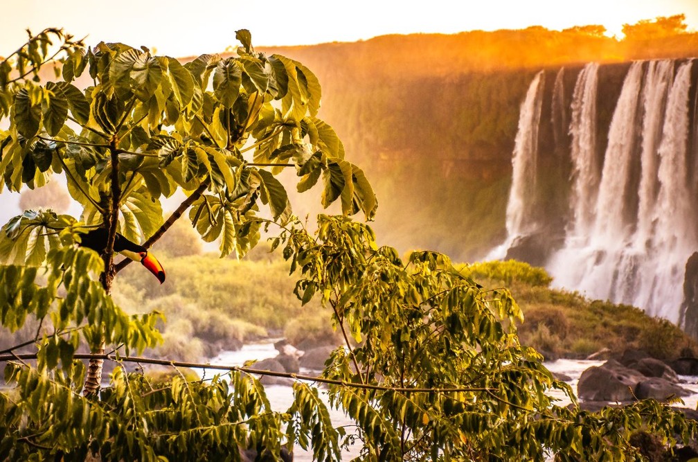 Tucano aparece em fotografia com as Cataratas do Iguaçu ao fundo — Foto: Nilmar Fernando/Cataratas S.A