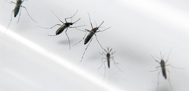 Mosquito Aedes aegypti, transmissor de doenças como zika vírus, dengue e febre chikungunya (Foto: Valery Hache/AFP/Getty Images)