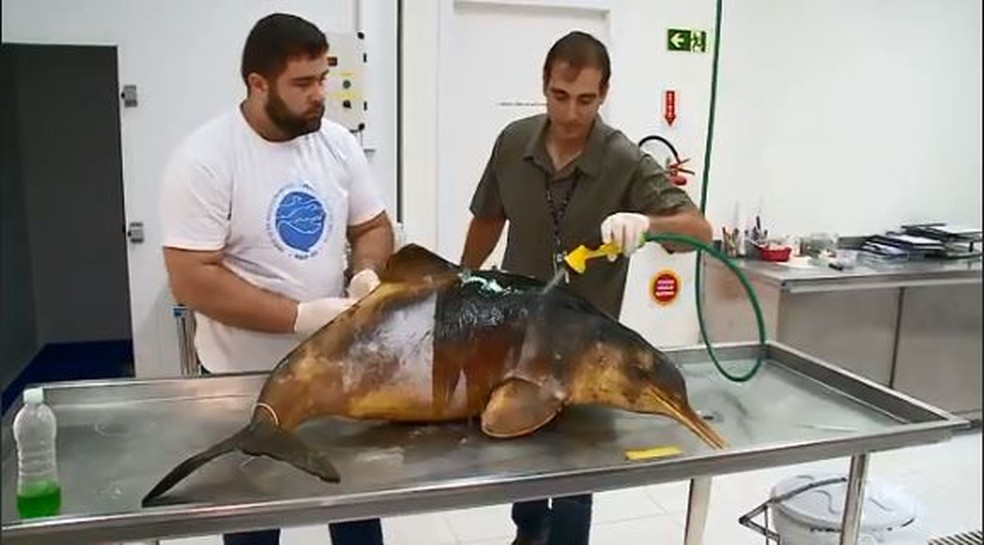 Pesquisadores trabalham para resgatar toninhas (Foto: reprodução NSC TV)
