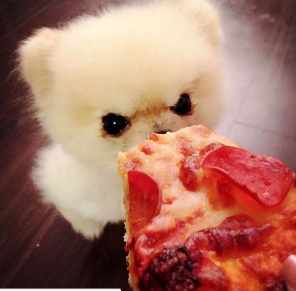 Zoe: a cachorra emburrada (Foto: reprodução/instagram) Zoe: a cachorra emburrada (Foto: reprodução/instagram)