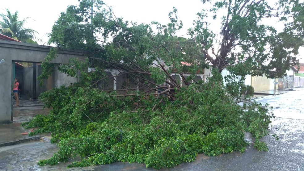 Defesa Civil registrou queda de árvores na cidade — Foto: Polícia Militar