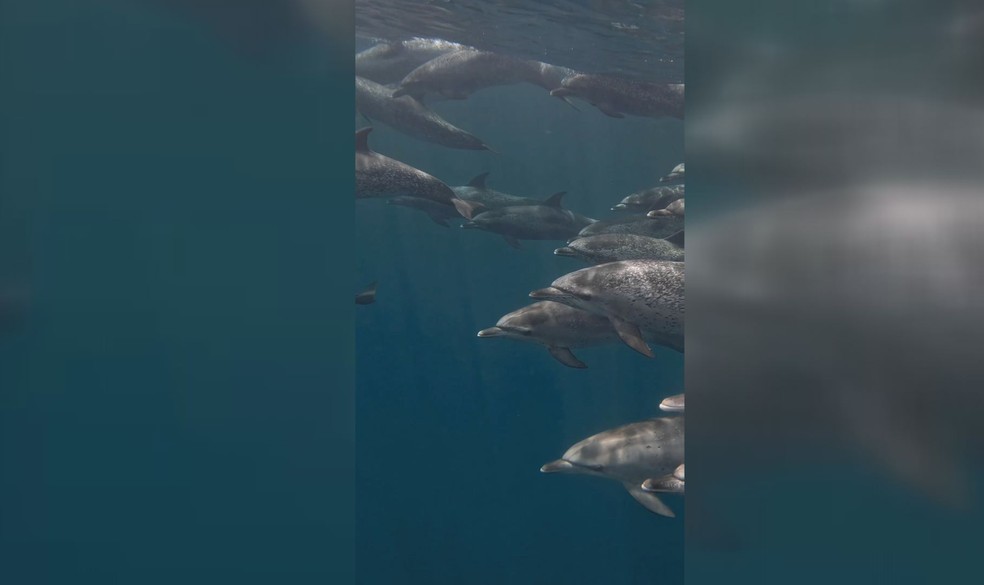Rafael Mesquita registrou de forma espetacular o momento em que um grupo de golfinhos-pintados-do-atlântico nadava ao lado de sua embarcação em Bertioga, no litoral de SP — Foto: Reprodução